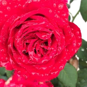 Meet your Posher, Traci